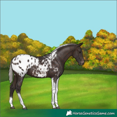 Horse Color:Silver Brown Tobiano Blanket 