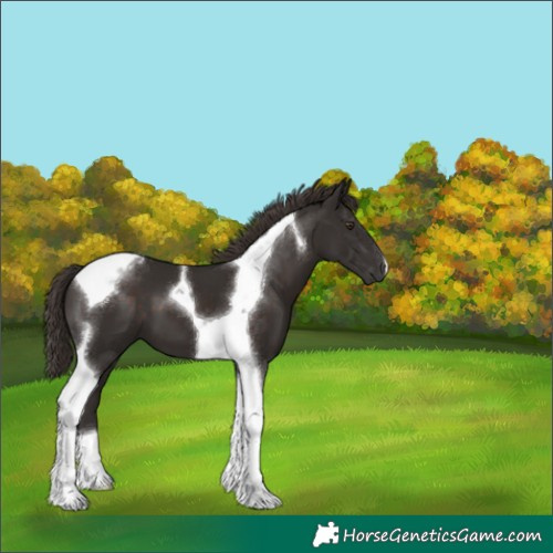 Horse Color:Liver Chestnut Tobiano 