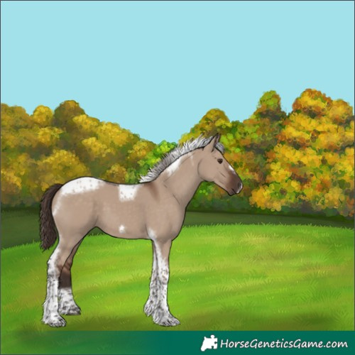 Horse Color:Liver Red Dun Tobiano Frame 