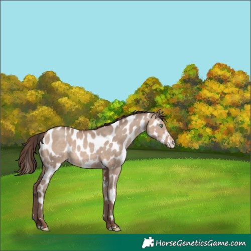Horse Color:Amber Champagne Dun Appaloosa 