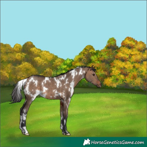 Horse Color:White Spotted Brown Dun 