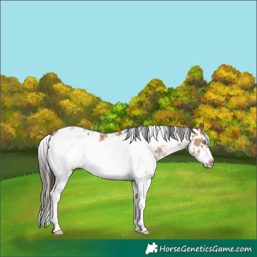 Horse Color:Bay Sabino Frame Appaloosa 