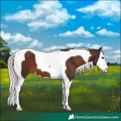 Horse Color:Silver Brown Splash Tobiano