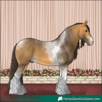 Horse Color:Buckskin Tobiano