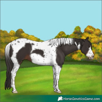 Horse Color:Liver Chestnut Tobiano Frame
