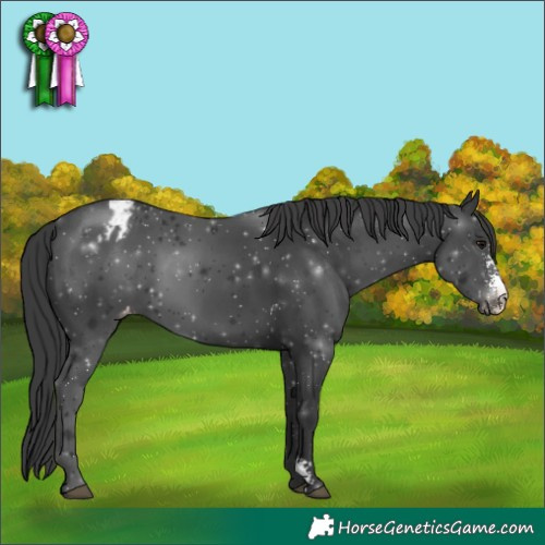 Horse Color:Black Sabino Appaloosa 