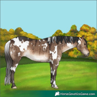 Horse Color:White Spotted Brown Dun Brindle