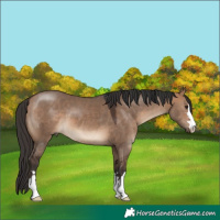 Horse Color:Bay Dun