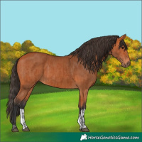 Horse Color:Bay  and Bay 