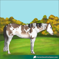 Horse Color:White Spotted Brown Dun Splash 