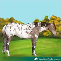 Horse Color:White Spotted Brown Dun Appaloosa 