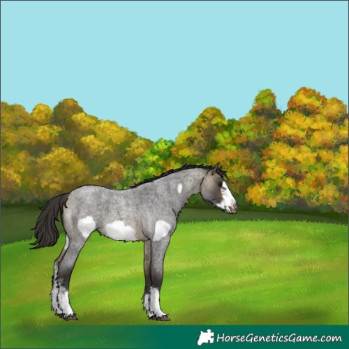 Horse Color:Buckskin Roan Sabino Frame