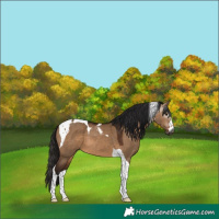 Horse Color:Gray Bay Dun Tobiano