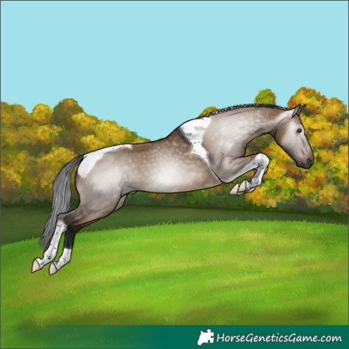 Horse Color:Gray Brown Dun Tobiano 