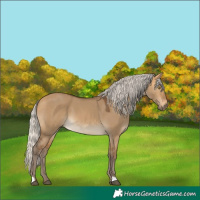 Horse Color:Silver Buckskin Dun
