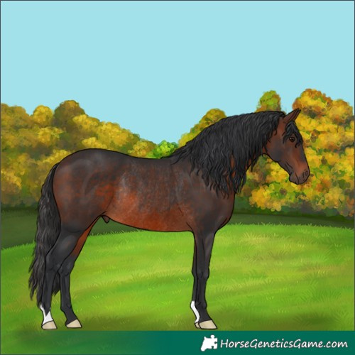 Horse Color:Brown Rabicano 