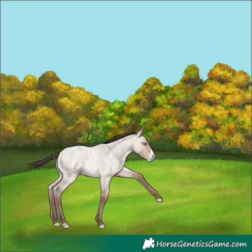 Horse Color:Amber Champagne Roan Dun Frame 