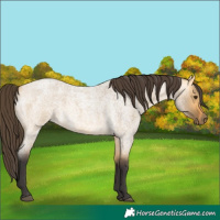 Horse Color:Buckskin Roan Dun 