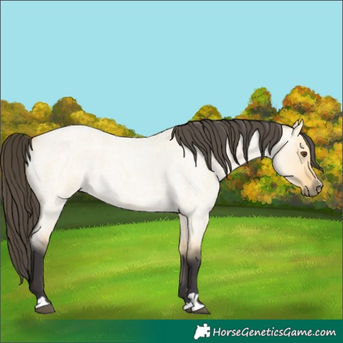 Horse Color:Buckskin Roan Dun 
