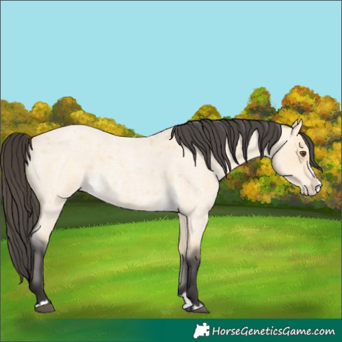 Horse Color:Buckskin Roan Dun Splash 