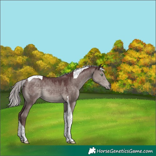 Horse Color:Platinum Chocolate Silver Smoky Grullo Tobiano 