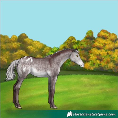 Horse Color:Platinum Chocolate Silver Buckskin Dun Appaloosa 