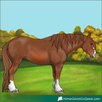 Horse Color:Chestnut 