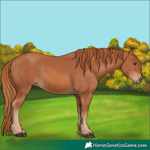 Horse Color:Chestnut 