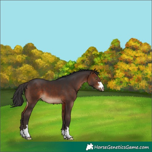Horse Color:Brown 