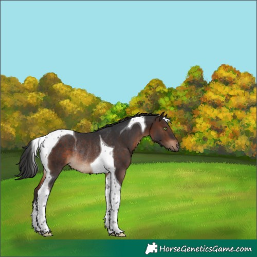 Horse Color:Brown Tobiano Rabicano 