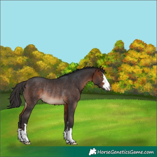 Horse Color:Brown Rabicano 