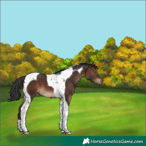 Horse Color:Brown Tobiano 