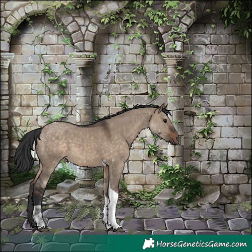 Horse Color:Brown Dun Tobiano 