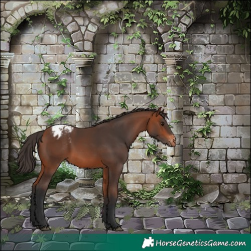 Horse Color:Bay Appaloosa Rabicano