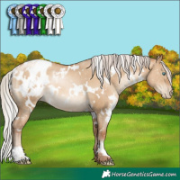 Horse Color:Gray White Spotted Silver Sable Champagne Pearl Dun Appaloosa Rabicano 