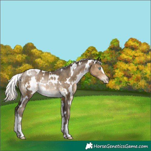 Horse Color:Gray White Spotted Silver Buckskin Pearl Rabicano 