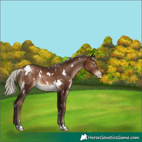 Horse Color:Gray White Spotted Silver Brown Pearl Rabicano 
