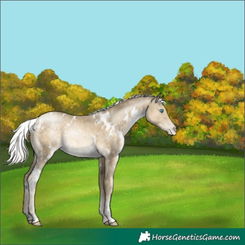 Horse Color:White Spotted Silver Buckskin Pearl Rabicano 