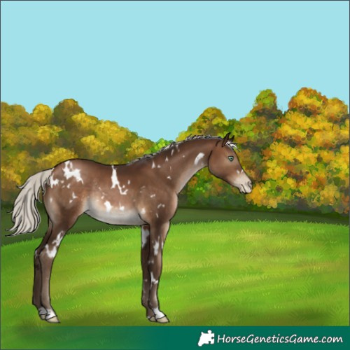 Horse Color:Gray White Spotted Silver Brown Pearl Rabicano 