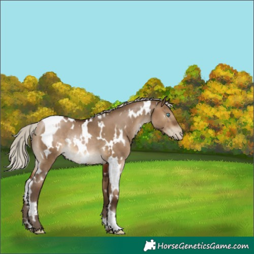 Horse Color:Gray White Spotted Silver Brown Pearl Dun Rabicano 