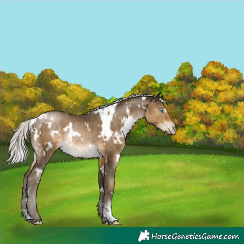 Horse Color:Gray White Spotted Silver Buckskin Pearl Rabicano