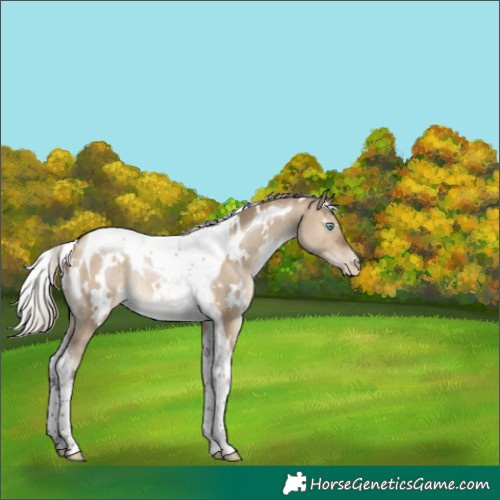 Horse Color:Gray White Spotted Silver Brown Pearl Dun Tobiano