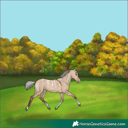 Horse Color:Powder White Silver Bay Dun 