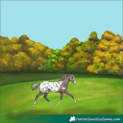 Horse Color:Powder White Silver Grullo Appaloosa Brindle 