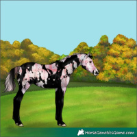 Horse Color:Void Watercolor Plaid  White Spotted Silver Brown Ice Pearl Onyx Tobiano Appaloosa 