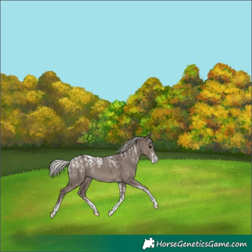 Horse Color:Powder White Silver Grullo Brindle 