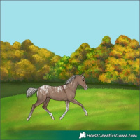 Horse Color:Powder White Silver Grullo
