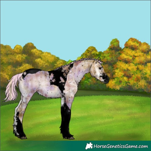Horse Color:Void Painted Plaid Silver Brown Ice Onyx Sabino Tobiano Appaloosa
