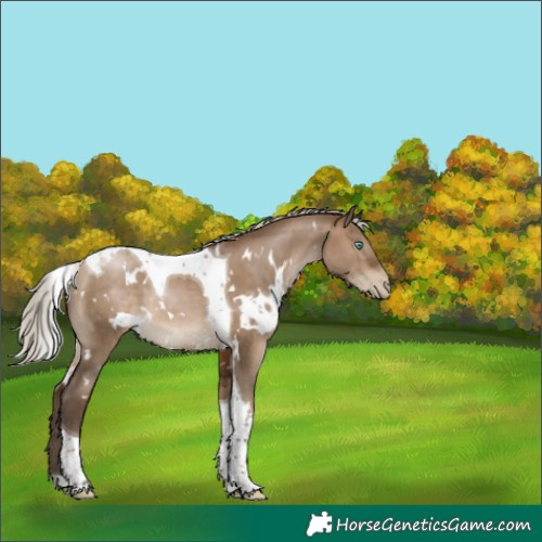 Horse Color:Gray White Spotted Silver Brown Pearl Dun Tobiano 