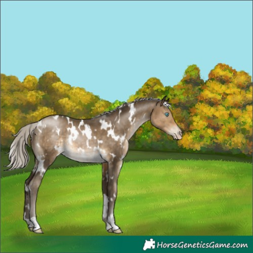 Horse Color:Gray White Spotted Silver Buckskin Pearl Rabicano 
